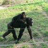 Mère et bébé chimpanzé
