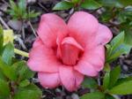 Identification par les fleurs !