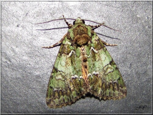 Noctuelle du Camérisier.