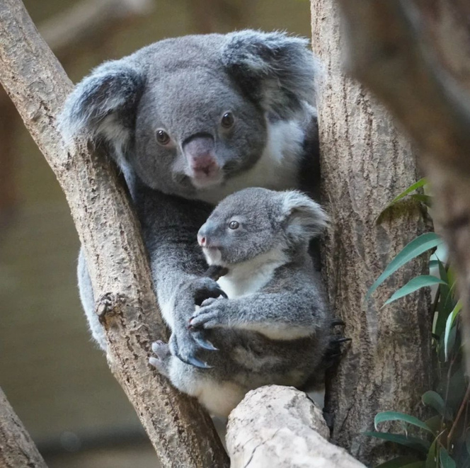 Maman Koala Et Son Bébé