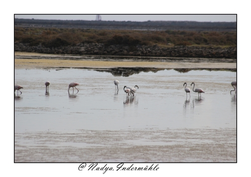 Flamand rose