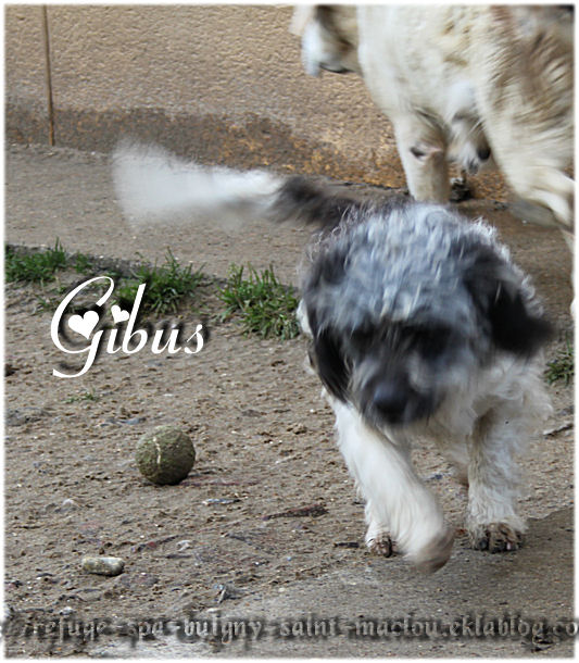 Photos du 21/12/12 - Gibus