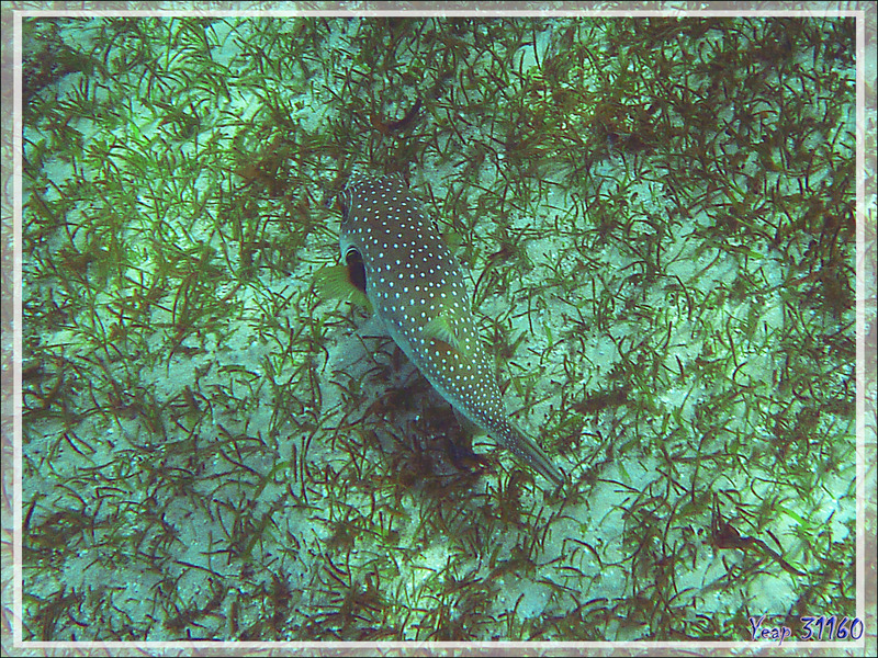 Poisson-ballon à taches blanches ou à épaules noires, Tétrodon à épaules noires, White-spotted puffer, Stars-and-stripes pufferfish (Arothron hispidus) - Nosy Sakatia - Madagascar 