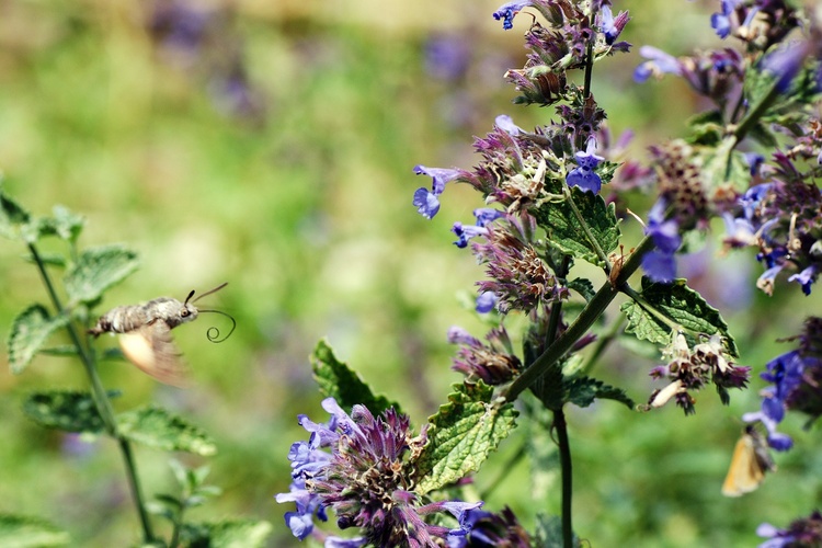 Papillons