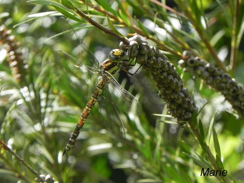 les Libellules