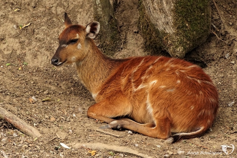 La famille Sitatunga