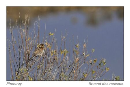 Bruand des roseaux 3