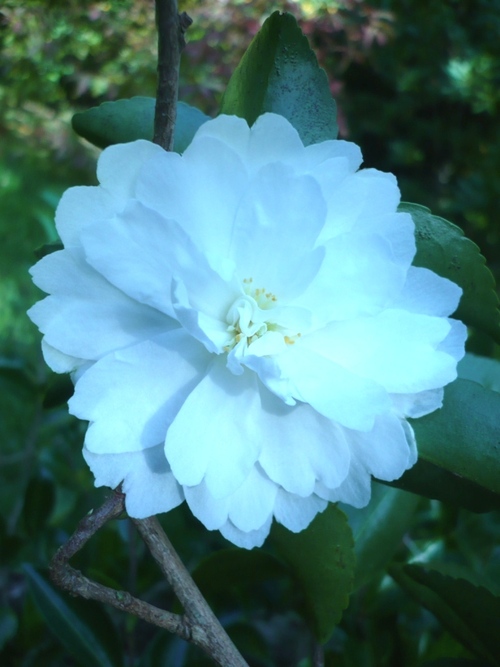 Octobre dans mon jardin