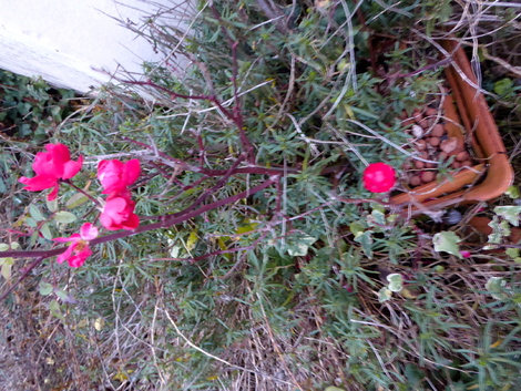 Mon Jardin le 17 novembre (moins d'un mois).