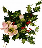 holly-blooms.jpg