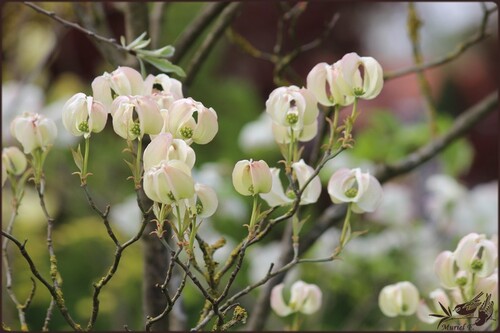 Foire aux plantes d'Aywiers 2015 (partie 2)