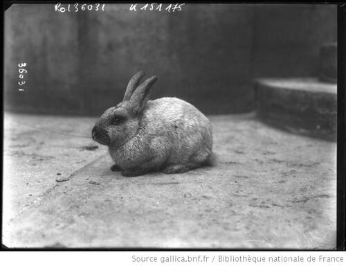Des histoires de lapins en photos