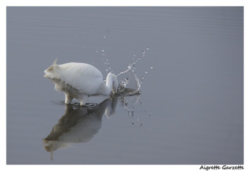 Aigrette Garzette à la pêche