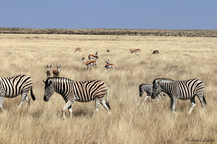 Parc national d'Etosha