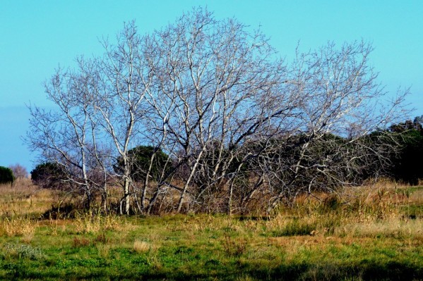 v04 - Arbres sans feuille