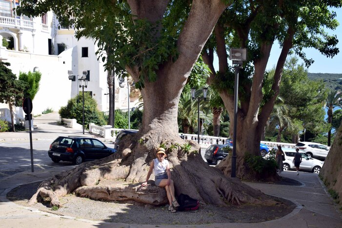 Menorca - Maó - Grands arbres dans une rue de la ville