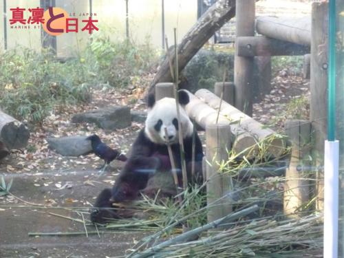 PANDA PANDA PANDA PANDA ! ♥