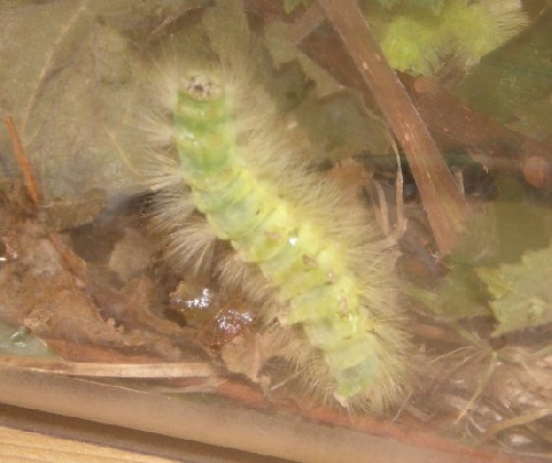 La chenille