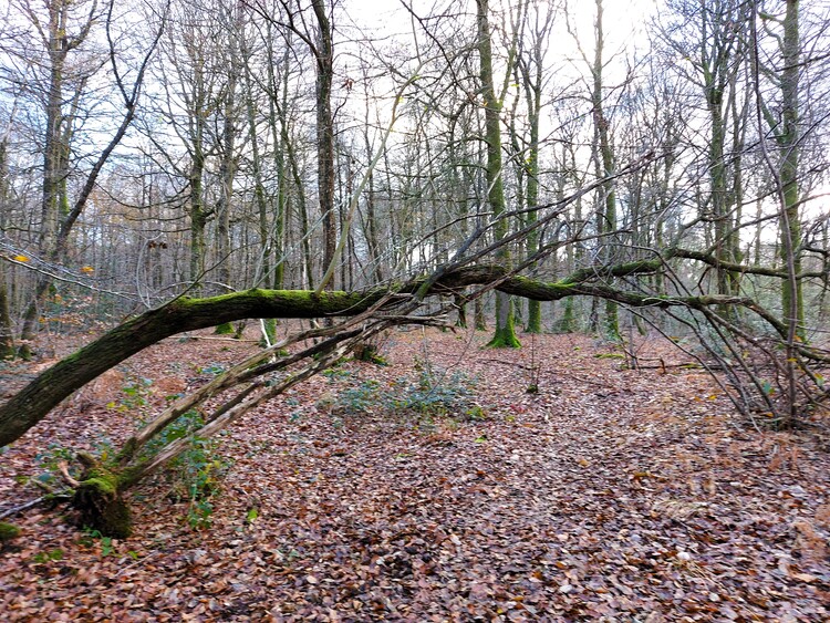 Quand le mardi c'est forêt où j'ai enlacé un arbre