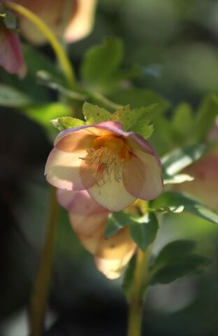 Un tout petit air de printemps