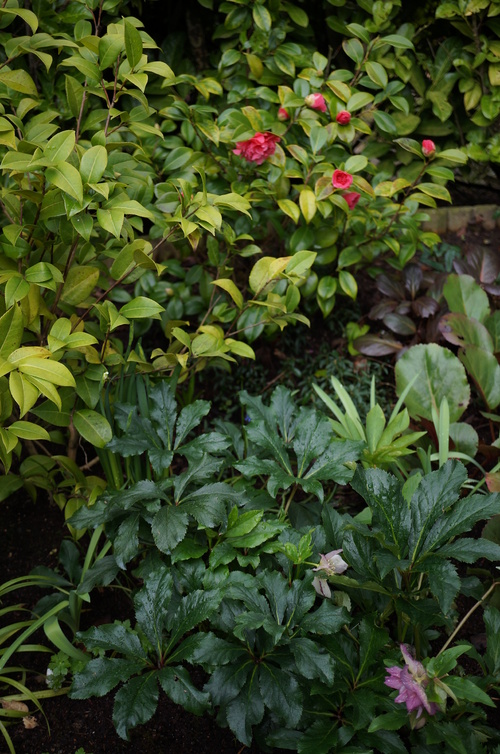 Camélia Japonica 'ack scent'