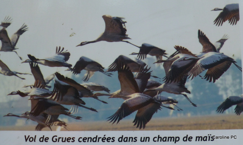 Les grues à Arjuzanx