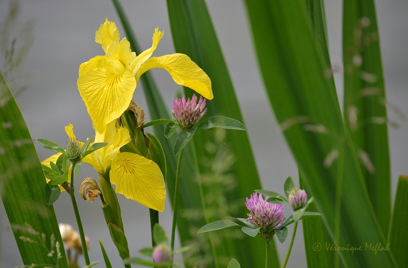 Lac Daumesnil : Iris des marais (Iris pseudacorus)