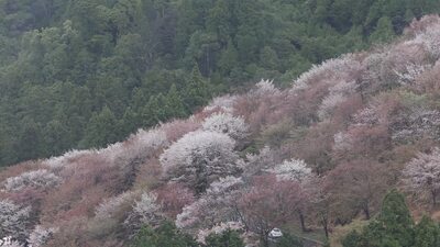 season blossoms mountain japan city 