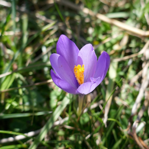 Crocus à fleurs nues