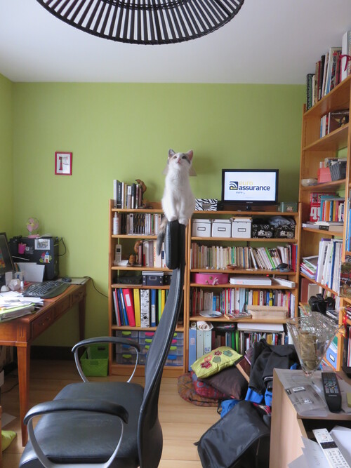 Un chat qui n'a pas le vertige