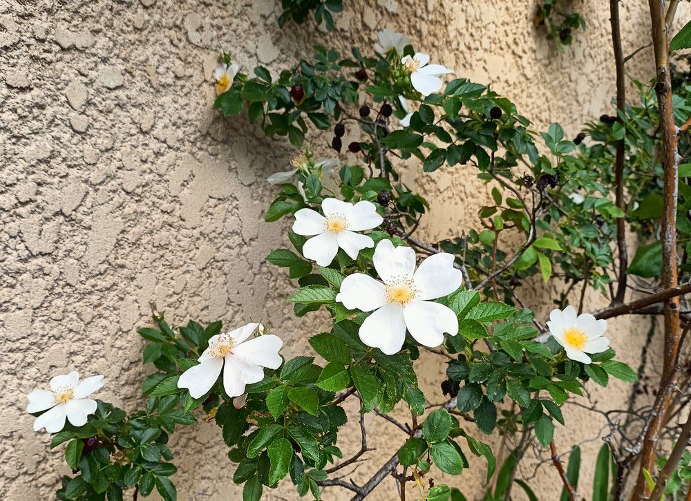 Quelques fleurs au jardin, mai 2022...