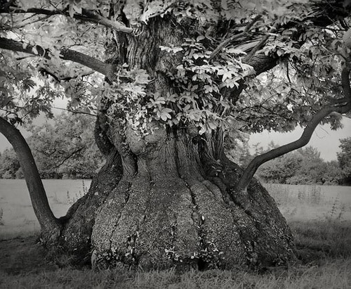 Les plus vieux arbres