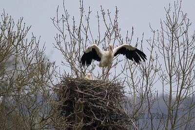 Il y a plus de nids de cigognes en Loire-Atlantique ... 