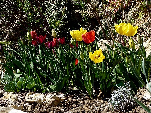 Tulipes variées le midi