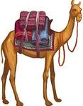Lecture CE2: Comment le chameau acquis sa bosse