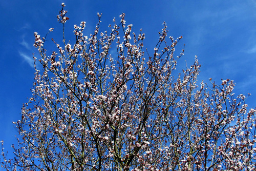 C'est le printemps : arbres en fleur ... (2)