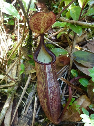 monkey pitcher ou nepenthes