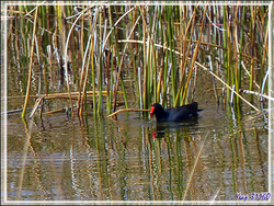 Gallinule d'Amérique (Gallinula galatea) - Common gallinule - Lac Titicaca - Pérou