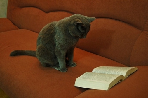 03 - Des chats et des livres encore