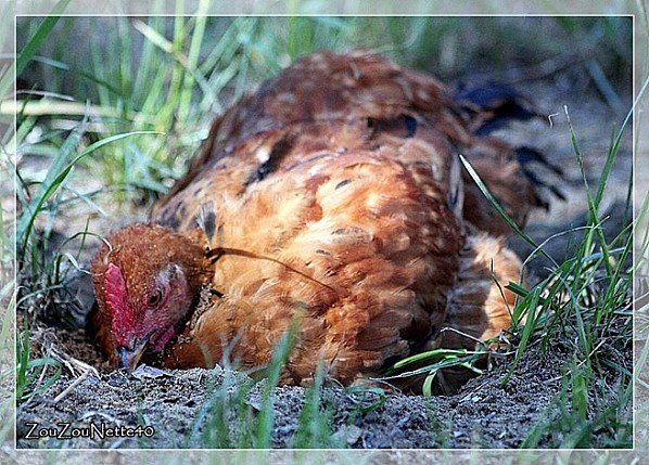 POULE-N--13--.jpg