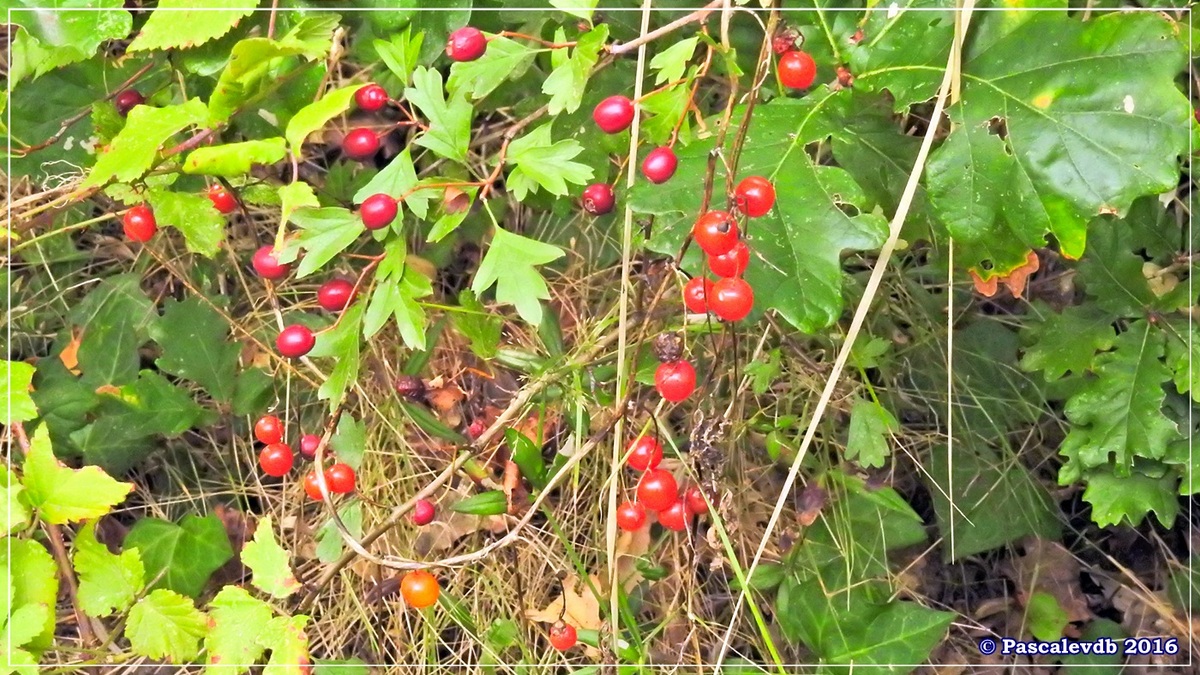 Plaines du Teich et domaine de Fleury - Octobre 2016 - 11/13