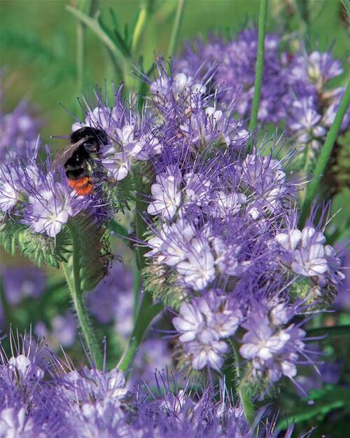 Fleurs cultivées : Phacélie