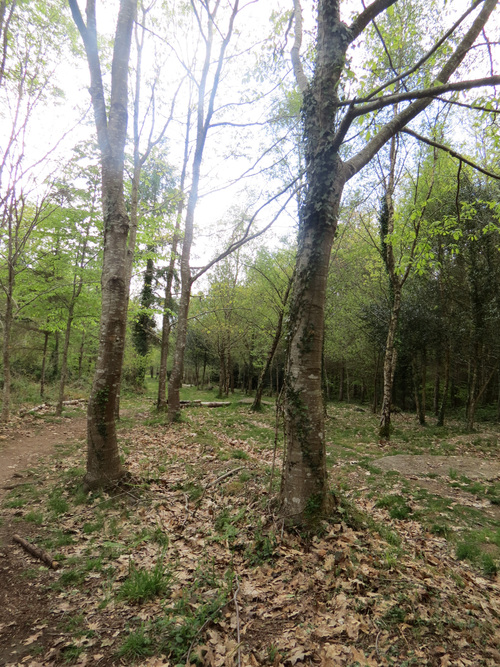 Les Mégalithes de la forêt de Camors