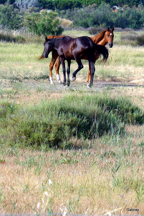 Les chevaux dans le pré !