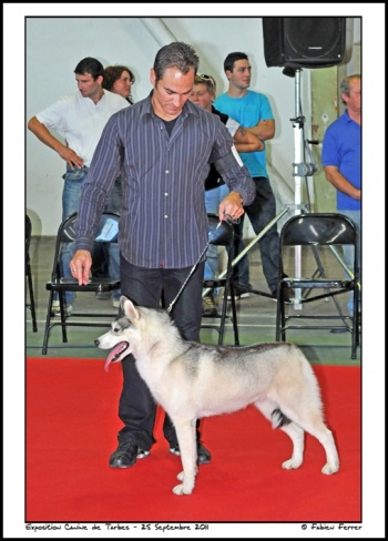 Felya à l'exposition canine de Tarbes sept 2011