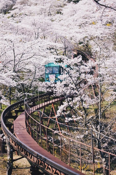 story life blossoms rail road blossoms 