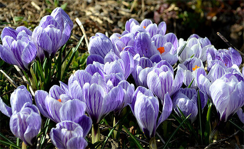 Crocus+abeilles=bonheur