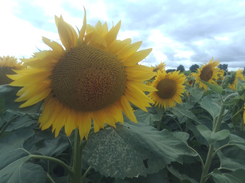 Les tournesols.