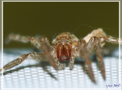 Araignée "Nosferatu" (Zoropsis spinimana), la bête et son exuvie - La Couarde-sur-Mer - Île de Ré - 17
