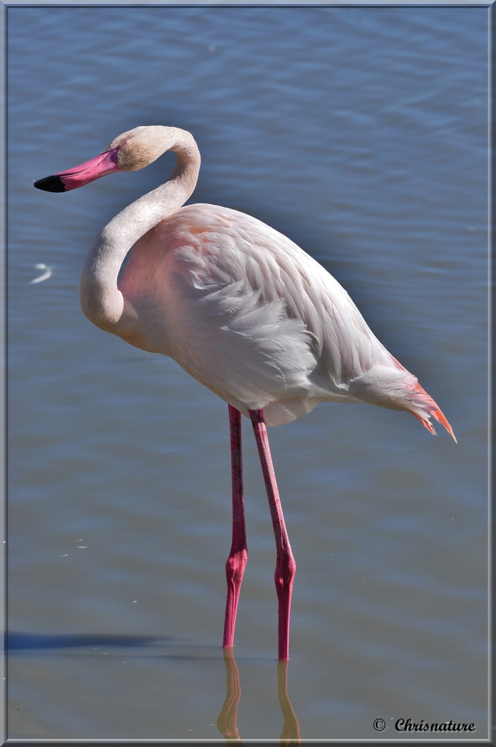 Flamant Rose